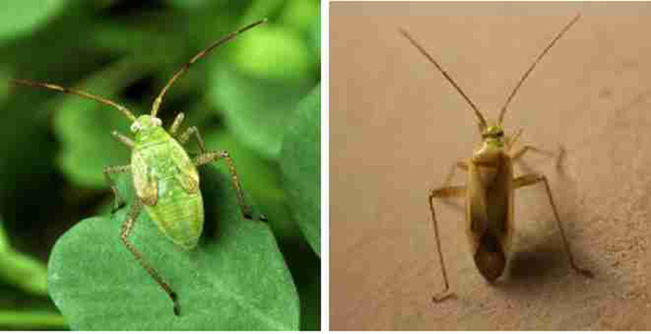 حشره ی کامل ( راست) و پوره ی (چپ) سن سبز یونجه